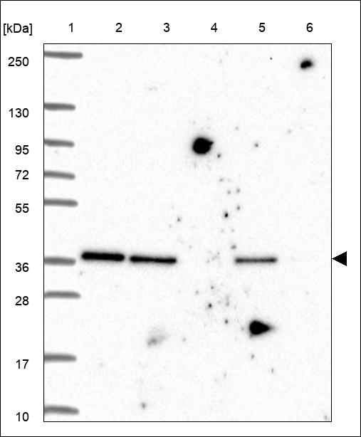 Anti-TSPAN33 Antibody