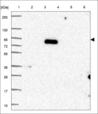 Anti-ZNF233 Antibody