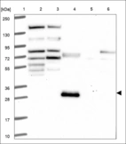Anti-FOXS1 Antibody