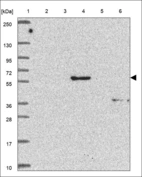 Anti-ARL13B Antibody