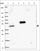 Anti-GTF2H4 Antibody