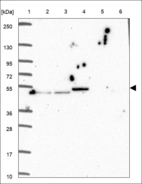 Anti-DUS1L Antibody
