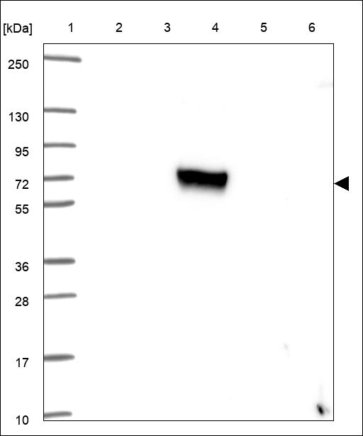 Anti-KLHL24 Antibody