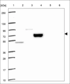 Anti-EPC1 Antibody