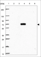 Anti-LRFN4 Antibody