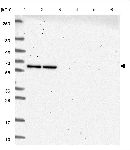 Anti-PLEKHO2 Antibody