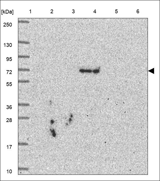 Anti-TRIM6 Antibody