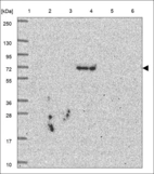 Anti-TRIM6 Antibody