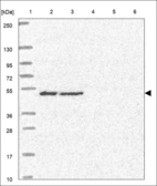 Anti-STK26 Antibody