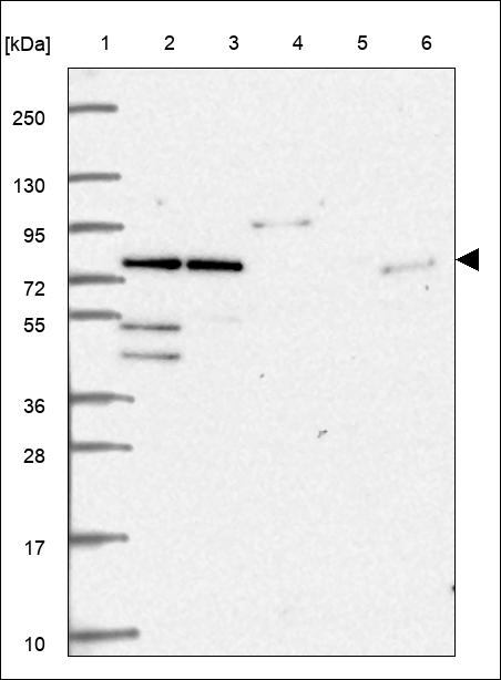 Anti-E2F7 Antibody