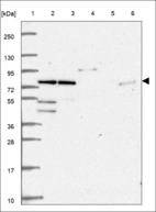 Anti-E2F7 Antibody