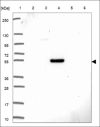 Anti-TRIM34 Antibody