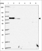 Anti-TRIP10 Antibody