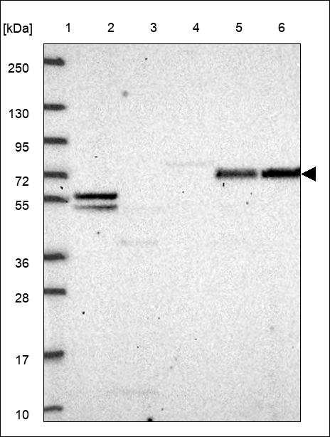 Anti-ZHX1 Antibody