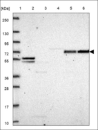 Anti-ZHX1 Antibody