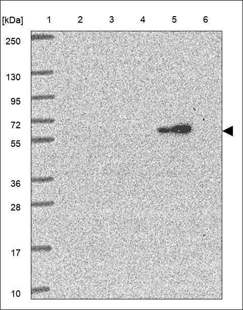 Anti-VPS4A Antibody