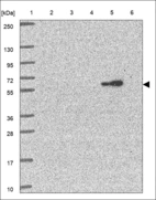 Anti-VPS4A Antibody