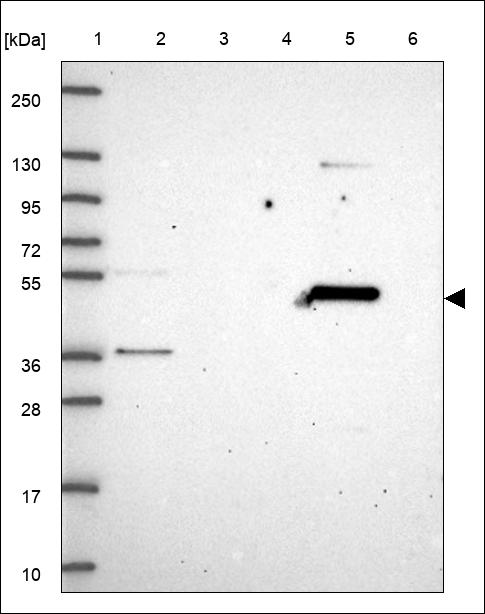 Anti-NPRL3 Antibody