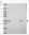 Anti-FRG1 Antibody