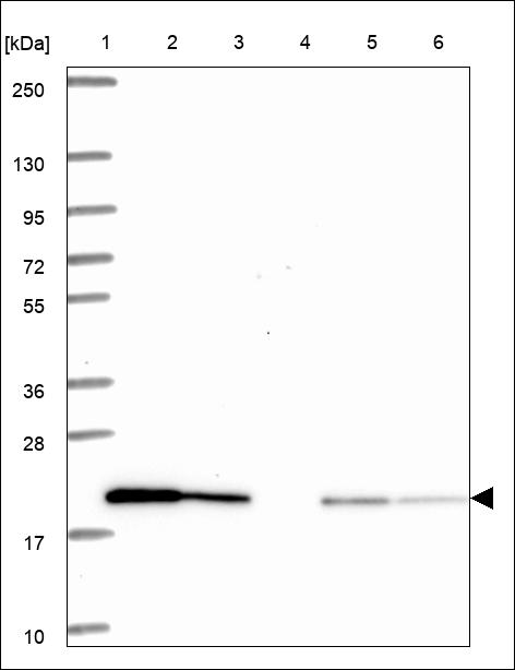 Anti-IFNA6 Antibody