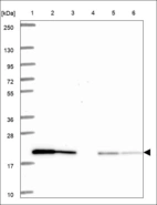 Anti-IFNA6 Antibody