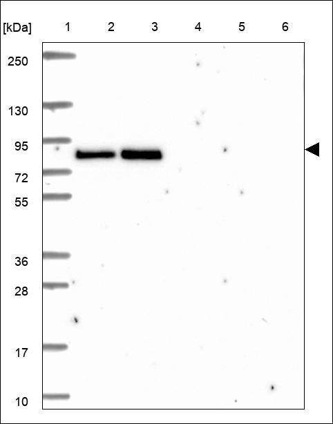 Anti-LRP3 Antibody