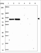 Anti-LRP3 Antibody