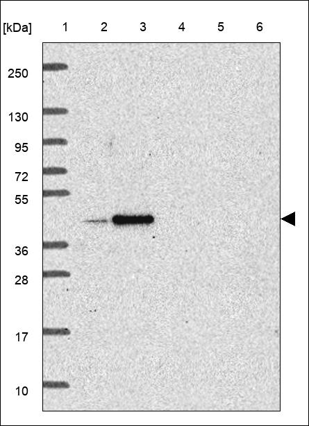 Anti-ATG4D Antibody