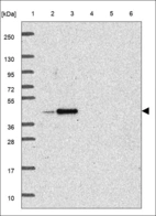 Anti-ATG4D Antibody