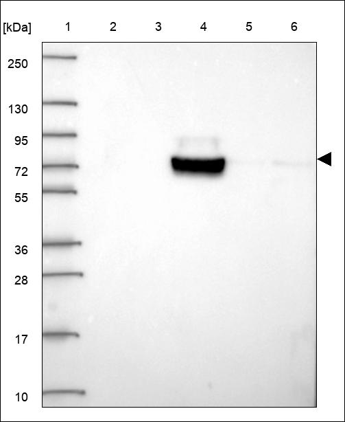 Anti-BARD1 Antibody