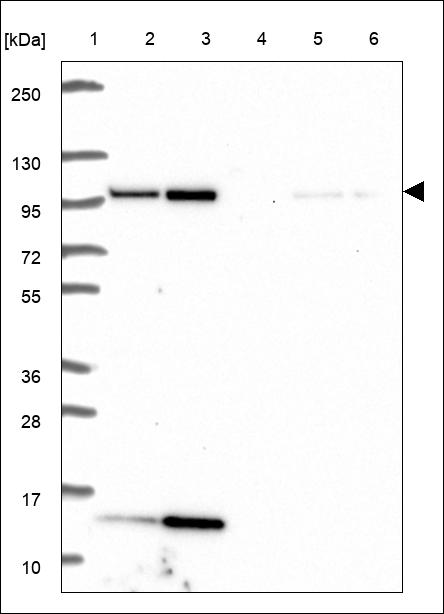 Anti-WWC1 Antibody