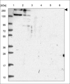 Anti-CEP192 Antibody