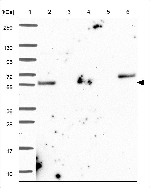 Anti-GXYLT1 Antibody