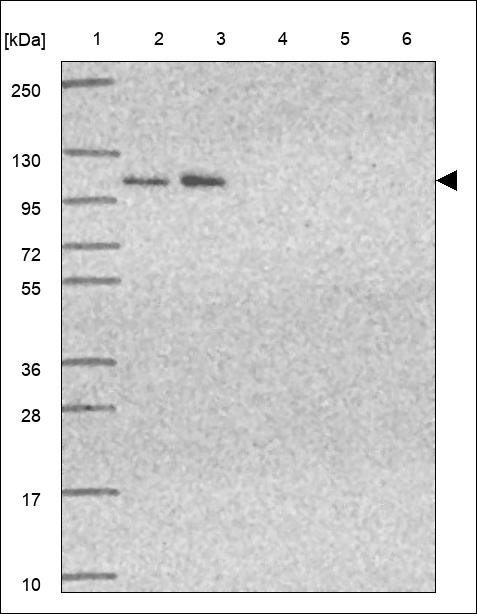 Anti-POLRMT Antibody