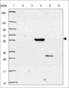 Anti-CFAP52 Antibody