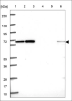 Anti-PAK2 Antibody