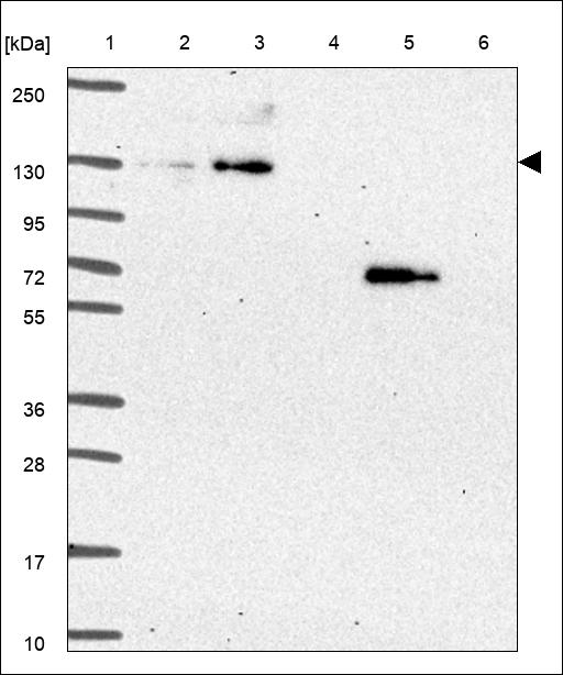 Anti-EHMT1 Antibody