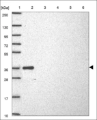 Anti-PLSCR1 Antibody