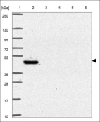 Anti-EIF2S3 Antibody