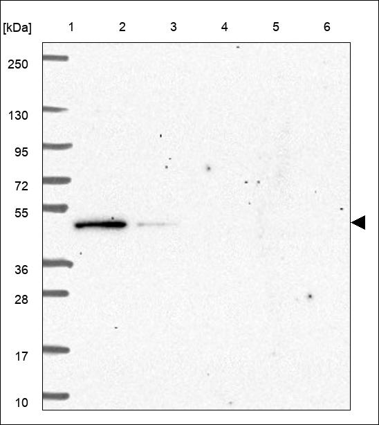 Anti-PA2G4 Antibody
