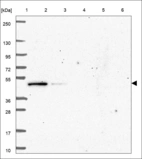 Anti-PA2G4 Antibody