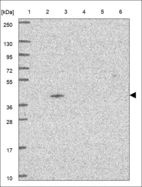 Anti-XXYLT1 Antibody