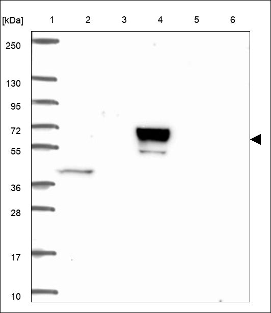 Anti-CCNA1 Antibody