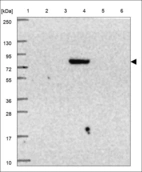 Anti-PRDM6 Antibody