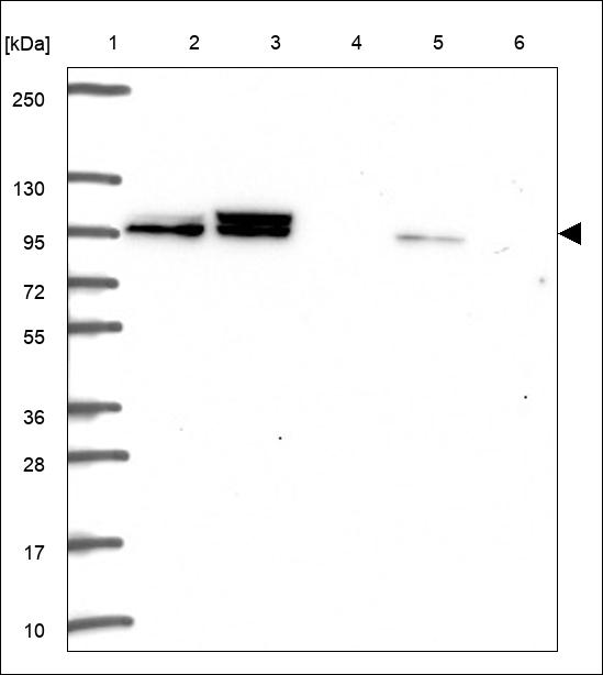 Anti-SP3 Antibody
