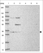 Anti-ALKBH2 Antibody