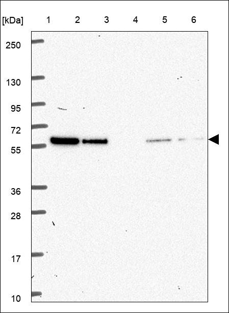 Anti-SNTA1 Antibody