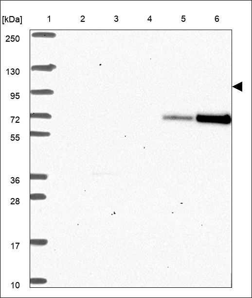 Anti-NFATC1 Antibody