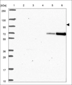 Anti-NFATC1 Antibody