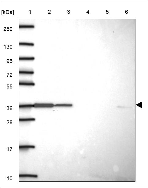Anti-SPSB4 Antibody